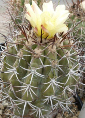 Shop 'Copiapoa dura' Care & Growing Guide | Planet Desert