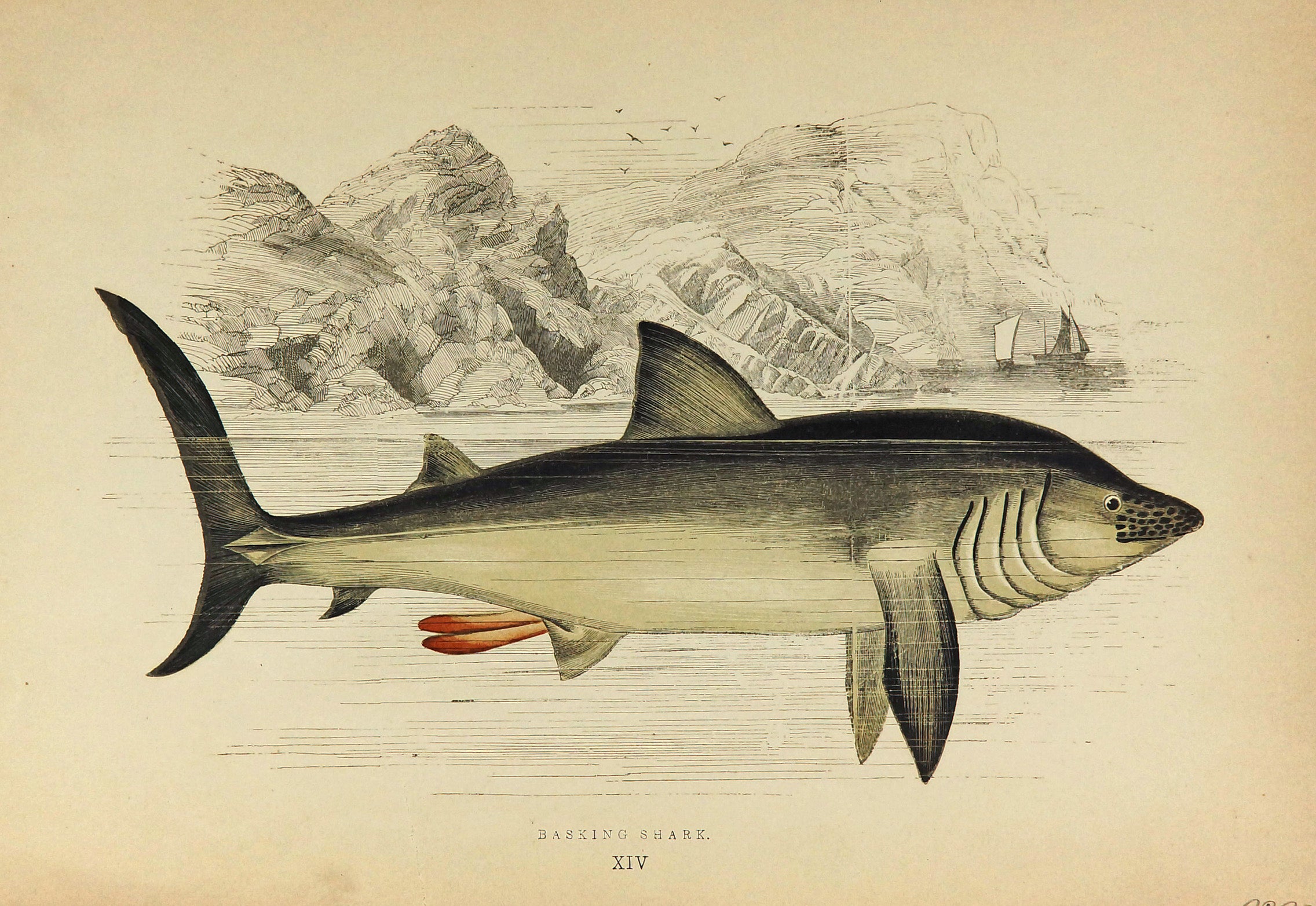 Basking Shark Antique Print, Jonathan Couch- Original Antique