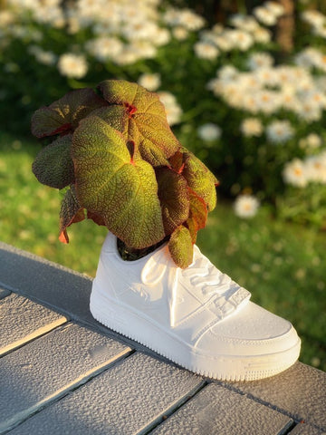 BAPE® X BODEGA ROSE | bape.com