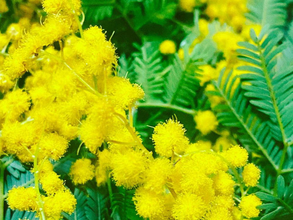 ミモザ(アカシア)の種類図鑑｜品種による花や葉の違いを画像で紹介