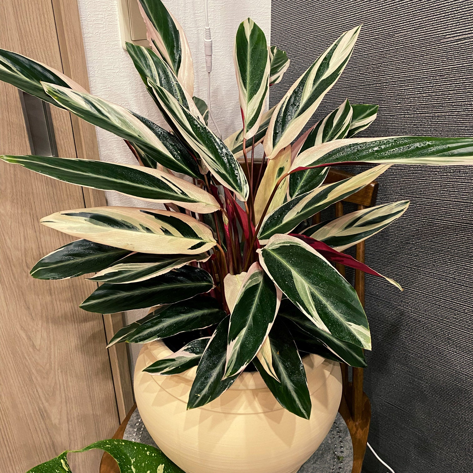 ストロマンテ・サンギネア トリオスター 7号の通販 | GreenSnap STORE