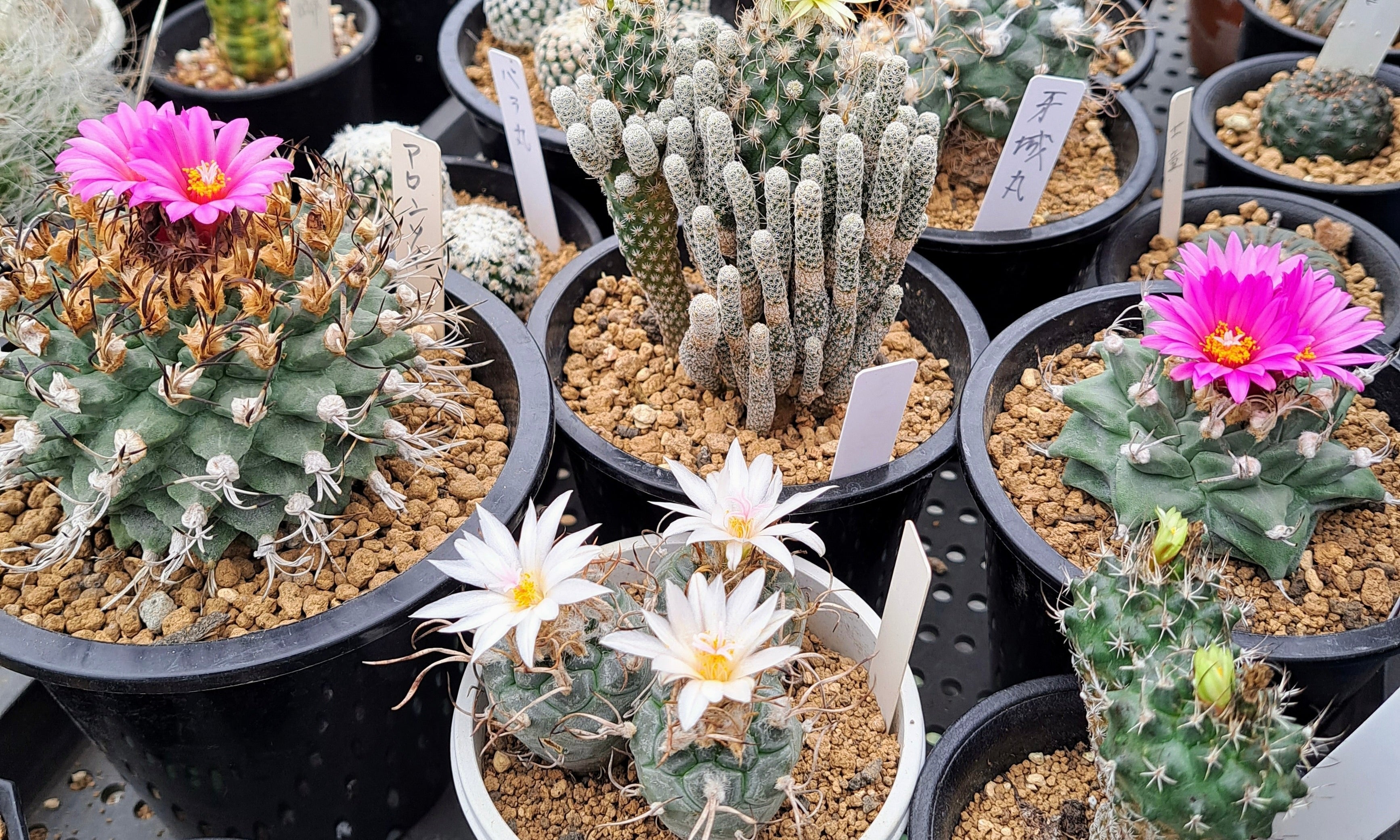 サボテンの花が咲くのは珍しい？花の種類、白い花が咲くのはどれ？