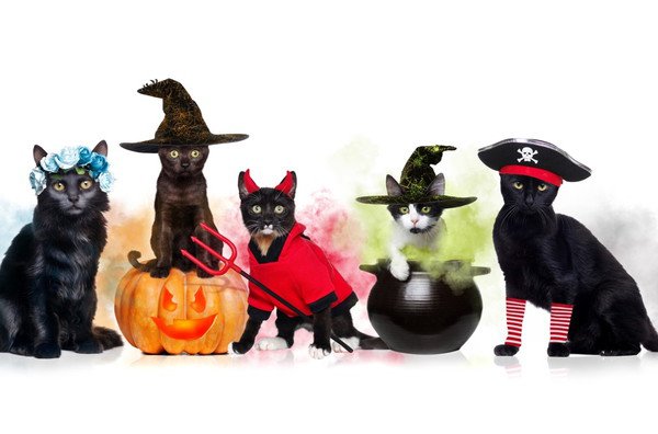 ハロウィンに黒猫が登場する意味とは？由来や仮装する理由まで | ねこ