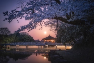 奈良公園 浮見堂と満開の桜 日本 奈良県 奈良市の写真素材