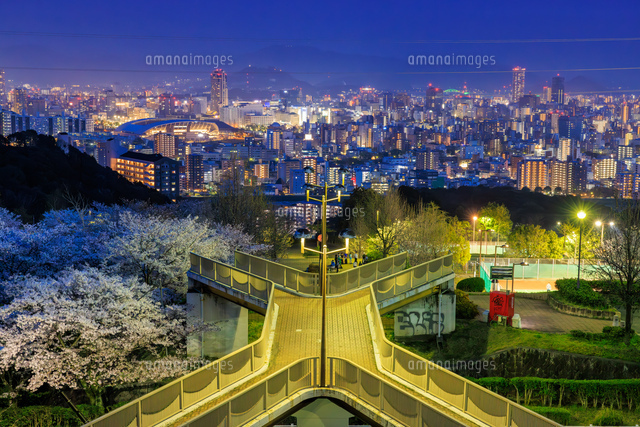 桜満開の竜王公園から眺める広島市街夜景(広島県広島市)の写真素材