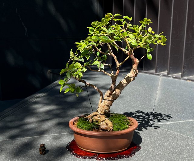 台湾 ジャボチカバブドウ |盆栽の果物鉢植え mu bonsai - Pinkoi