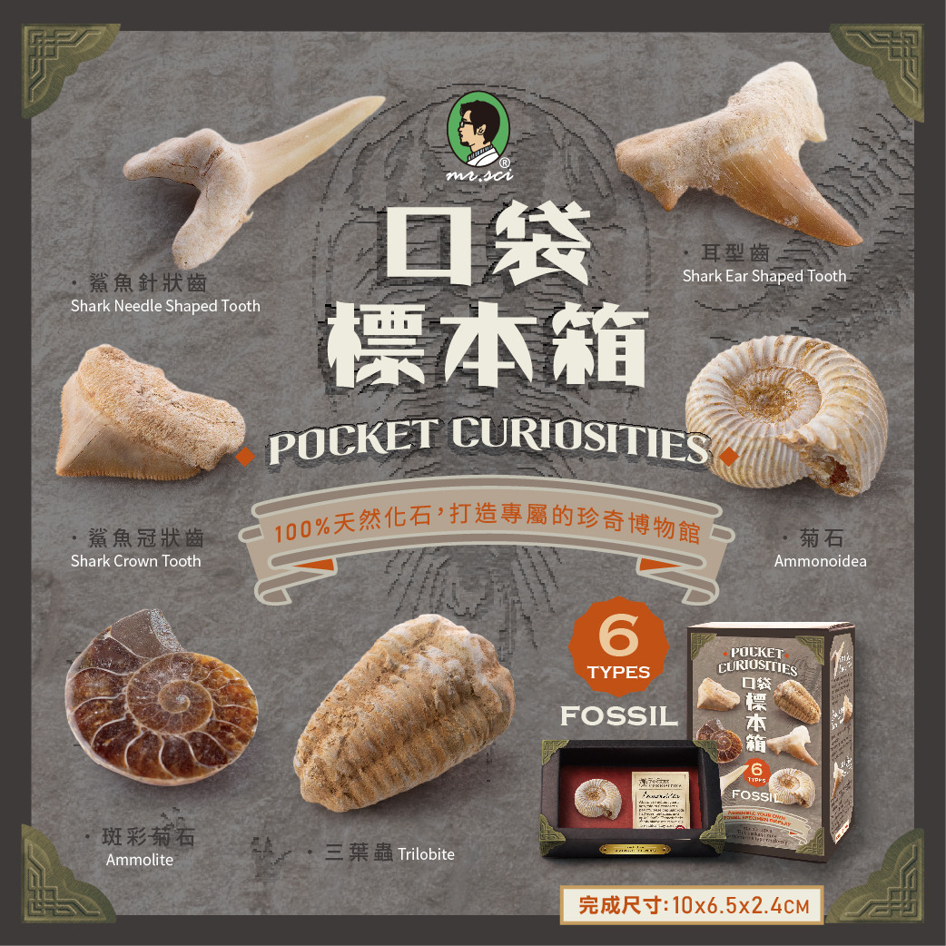 口袋標本箱-化石系列(六款隨機出貨) 賽先生科學工廠