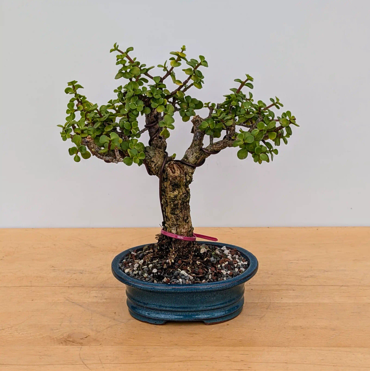 Rough Bark Dwarf Jade 'Portulacara afra' in a Japanese Planter (No