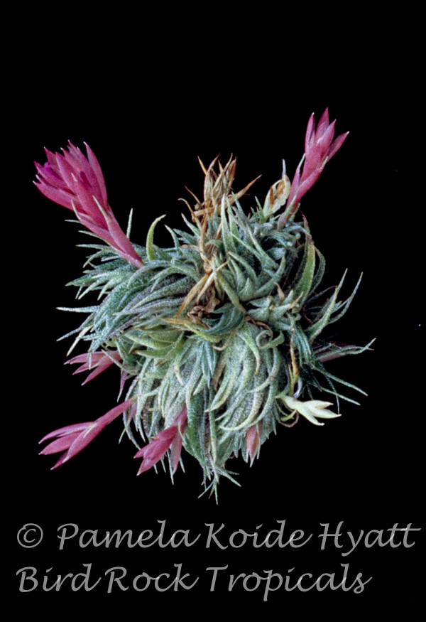 Tillandsia sprengeliana - Bird Rock Tropicals