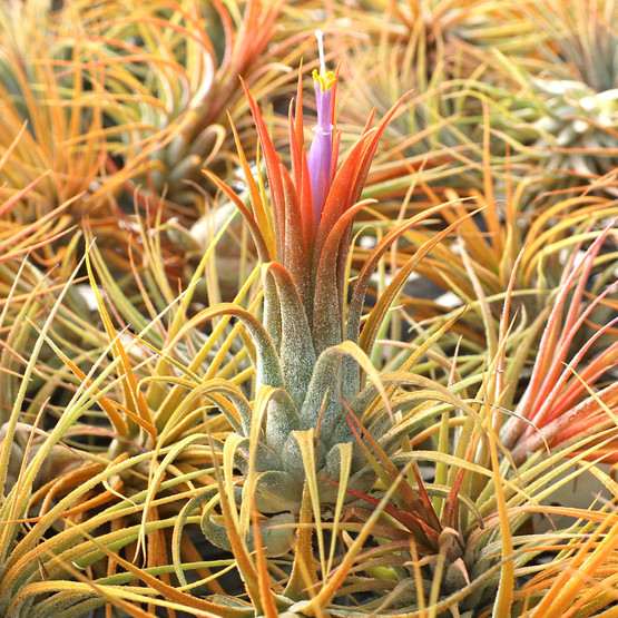 ionantha_orange__92882.
