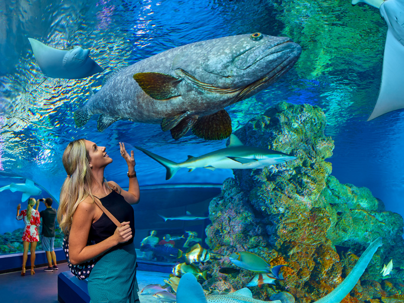 ケアンズ水族館入場チケット グレートバリアリーフの海を再現した