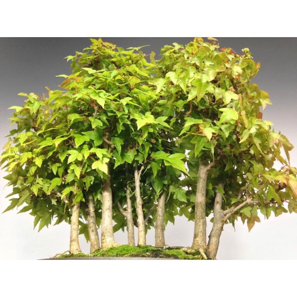 楓（カエデ） 中品盆栽 寄せ植え9幹 樹高40cm [HK0060] /【Buyee】