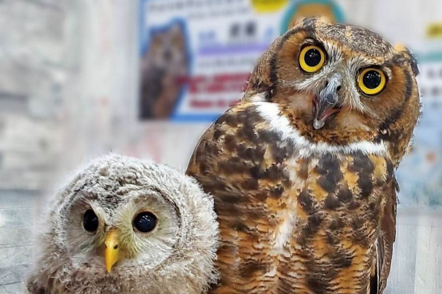 あうるぱーくフクロウカフェ東京 池袋西口 東京都 | ふるさと納税ふる