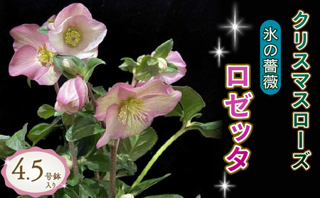 花 クリスマスローズ ロゼッタ 開花株 4.5号 オンライン決済限定