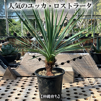 沖縄の観葉植物 ユッカ・ロストラータ 5寸鉢 観葉植物 | 沖縄県金武町