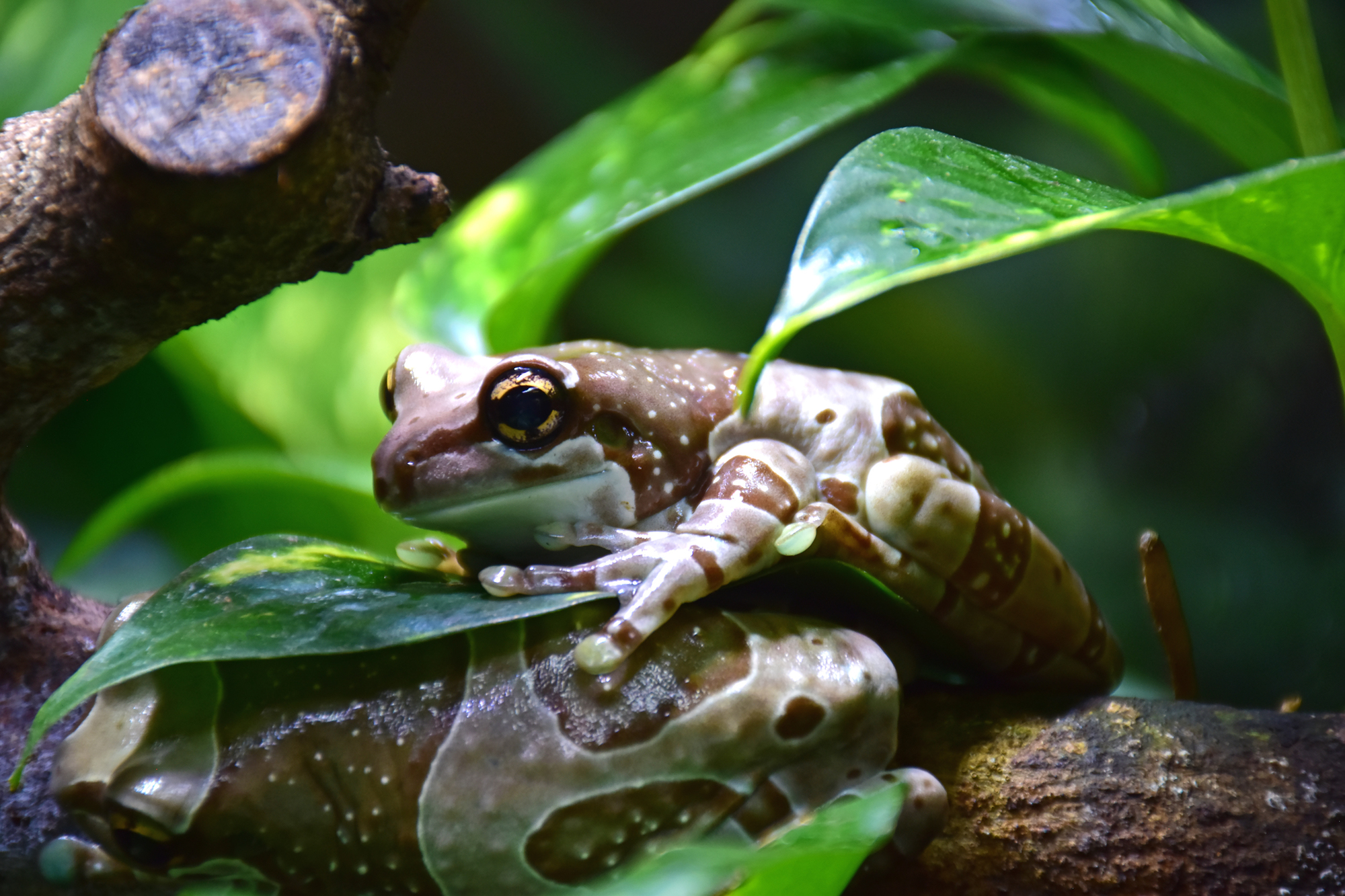 体感型カエル館KawaZoo｜河津町｜動物園｜観光｜chafuka