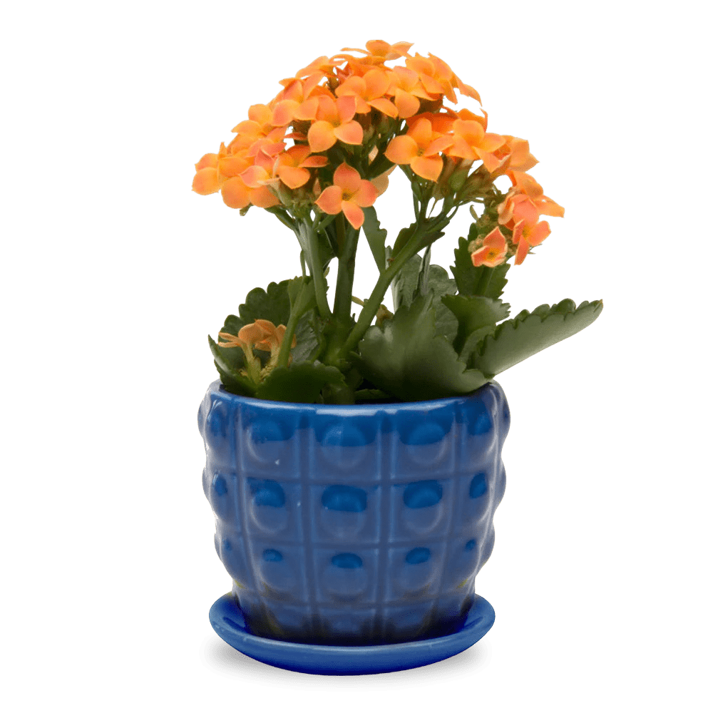 Convex Pot With Drainage