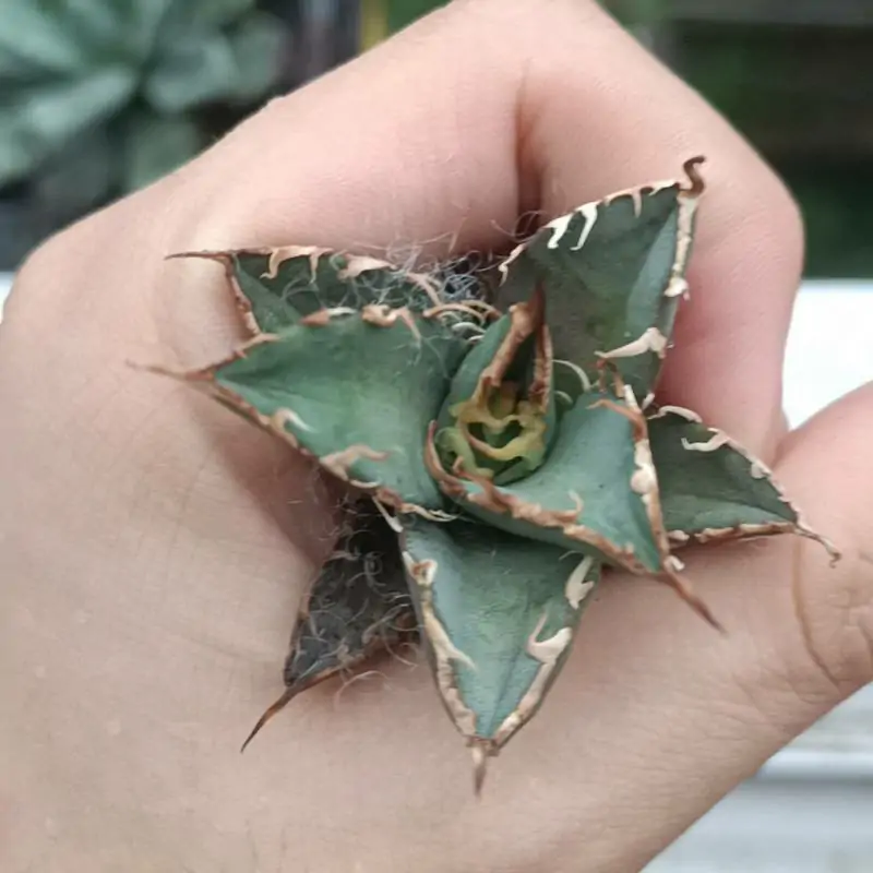 Agave Titanota Caesar (Small size) – Chinacacti