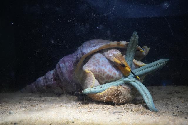 ホラガイ | 美ら海生き物図鑑 | 沖縄美ら海水族館 - 沖縄の美ら海を