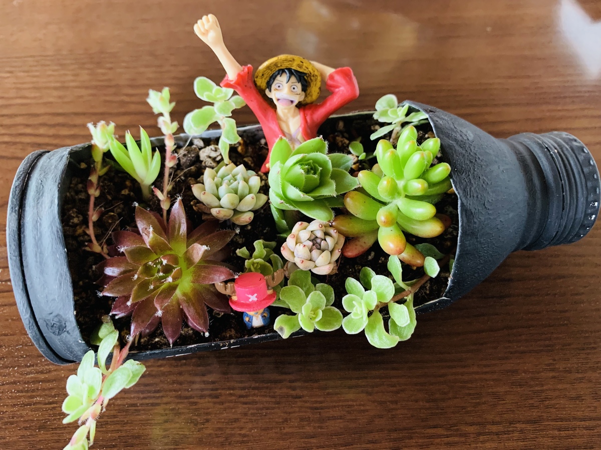 リメイク缶で寄せ植え | CAINZ DIY Square