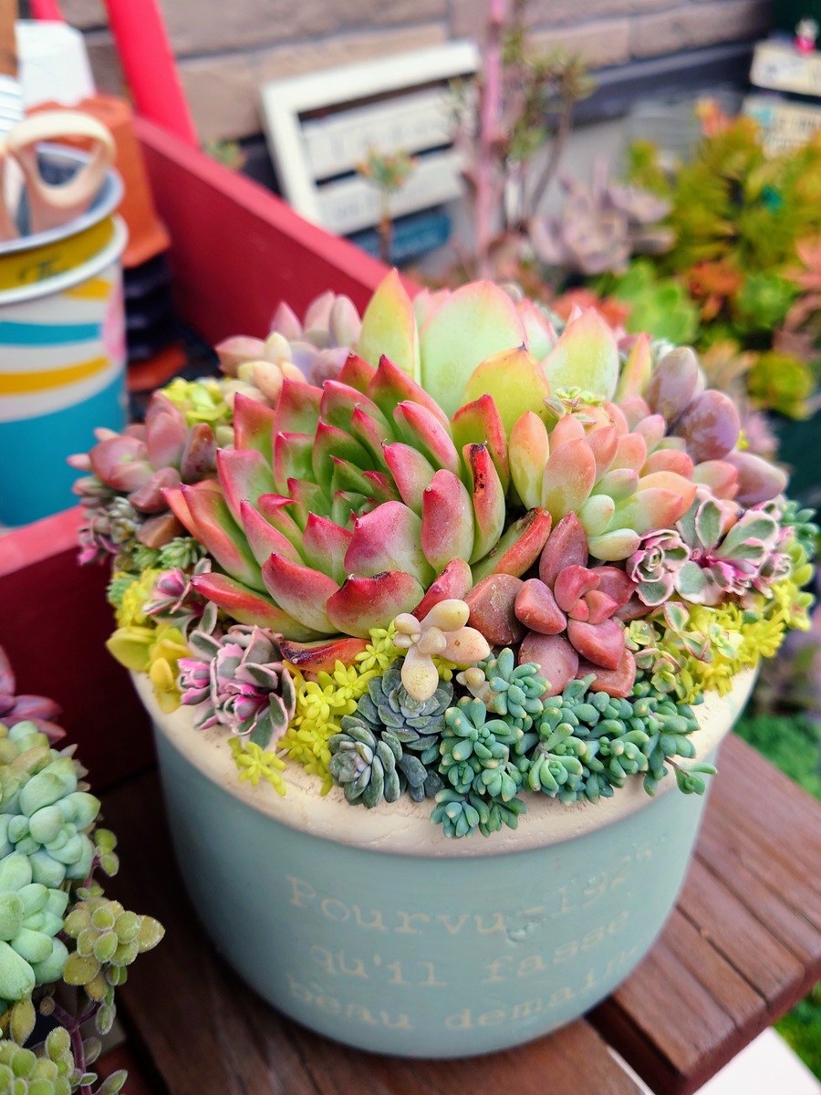 多肉植物寄せ植え | CAINZ DIY Square