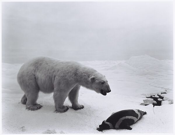 Hiroshi Sugimoto - Polar Bear - The Metropolitan Museum of Art