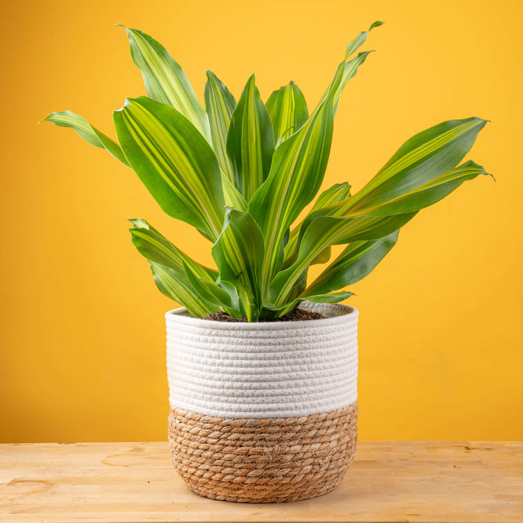 Dracaena Golden Heart | large – Costa Farms