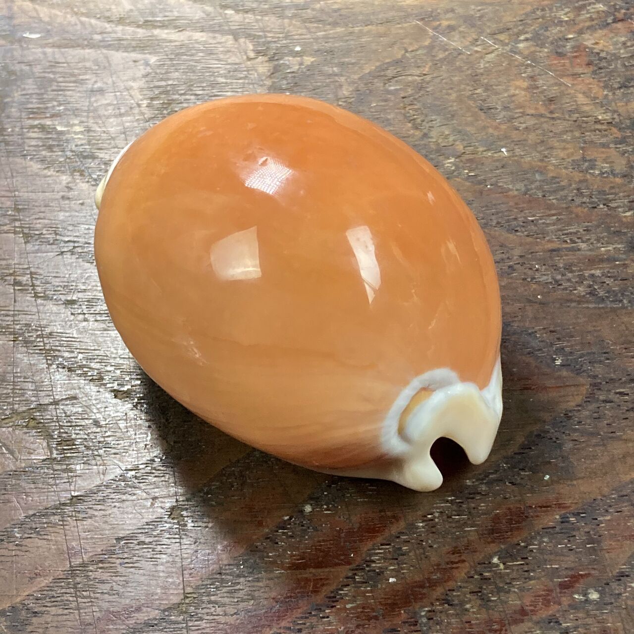 自然・標本 :: 標本 :: ナンヨウダカラ Golden Cowry 82mm ラベルなし