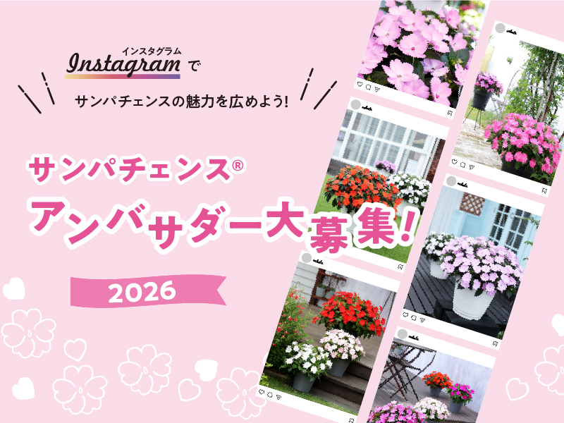 世界で評価される園芸品種「サンパチェンス」が発売20周年 | ニュース