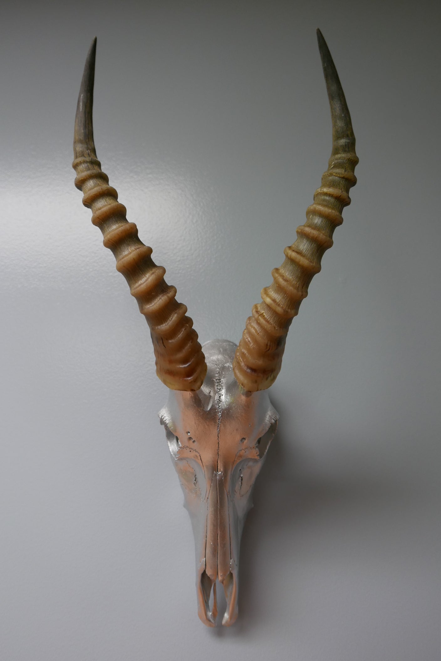 Blesbok skull – Cowhides USA