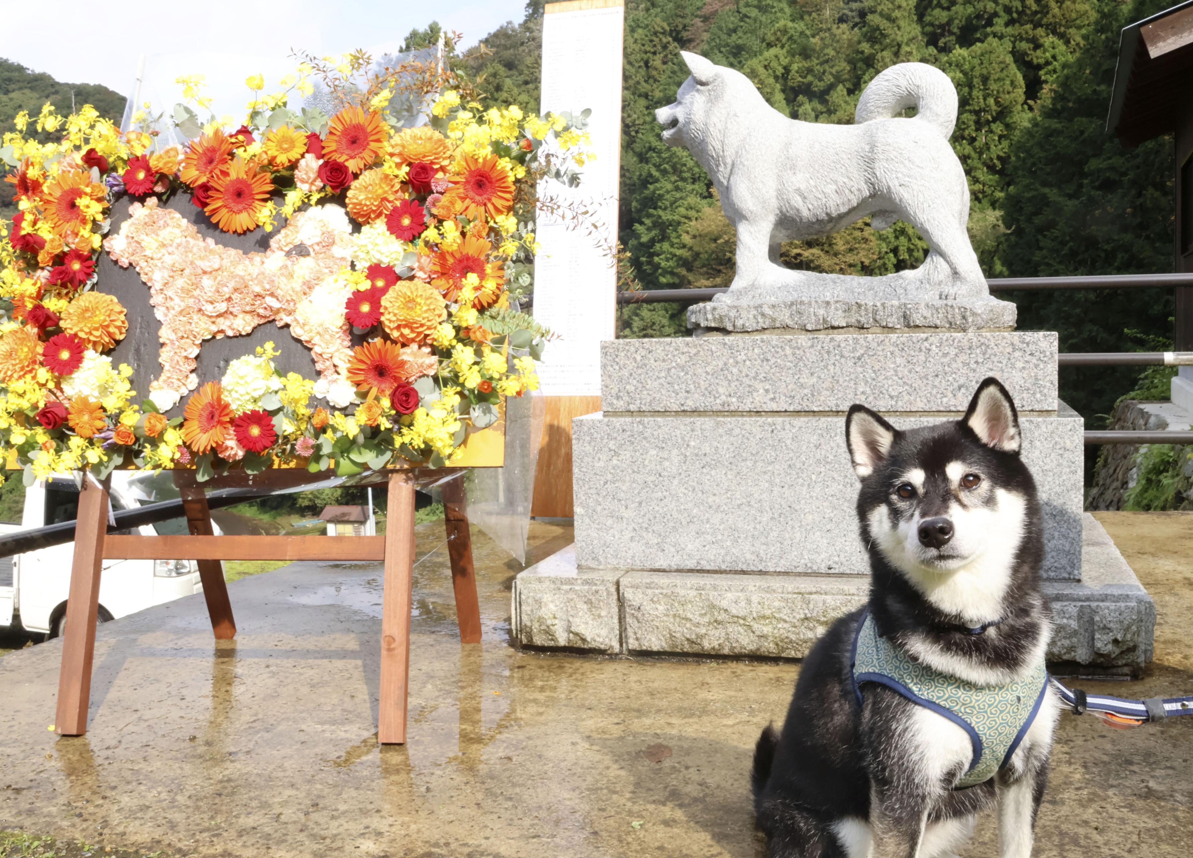 柴犬の聖地」島根・益田、ルーツ「石号」誕生から95年…空港イベント