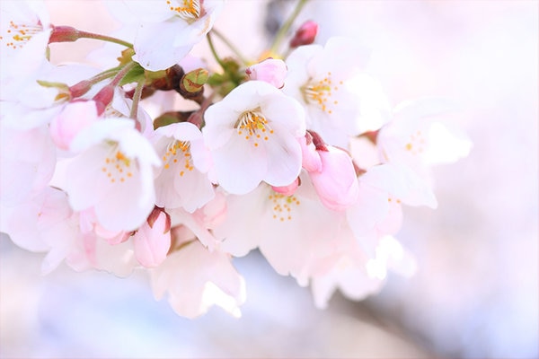 桜が咲いて、花びらがひらひら 春の風景を幻想的なカットワークで
