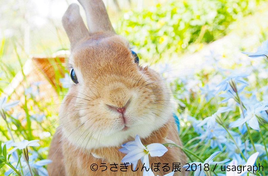 癒し度120％超えの“うさぎ空間” 「うさぎしんぼる展」が浅草橋で開催