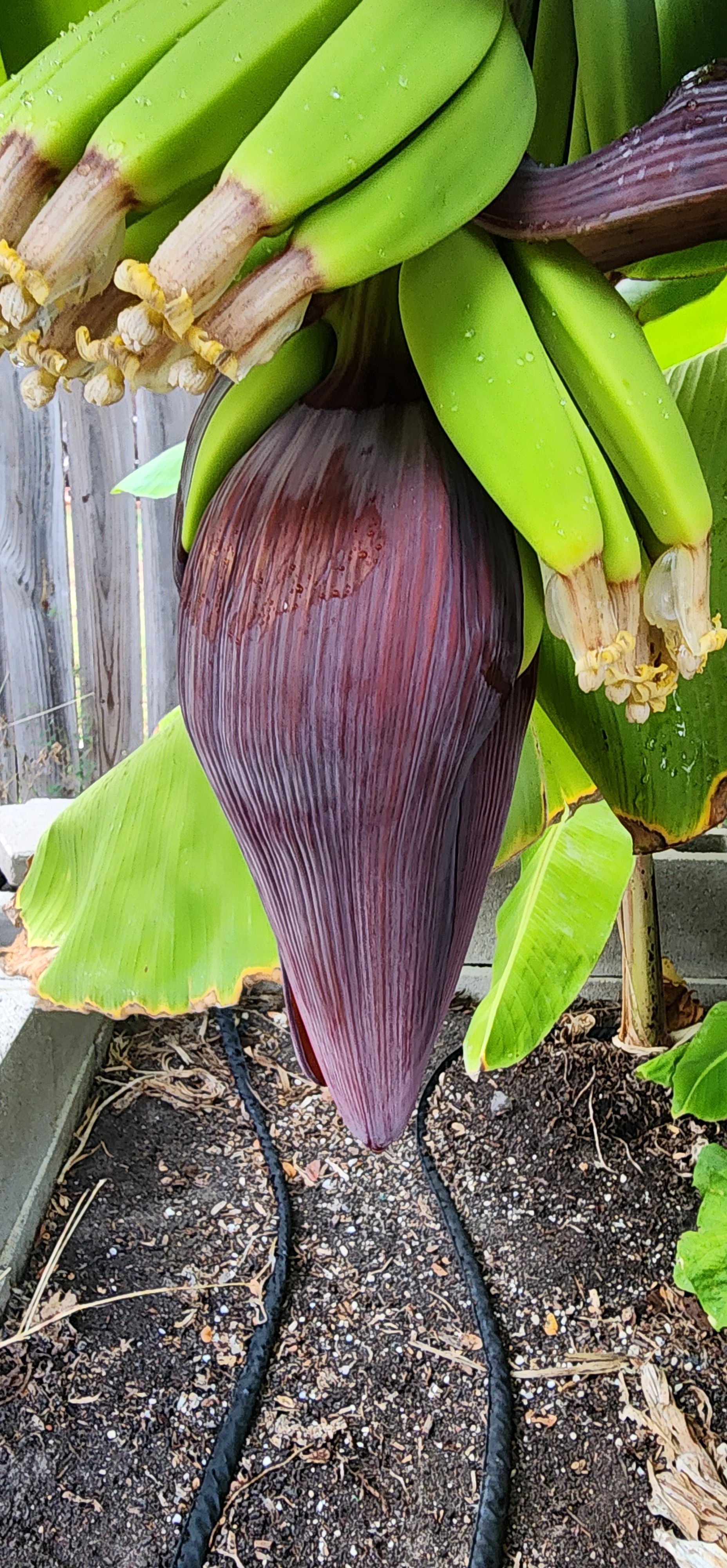 Ba-Ba-Ba Bananas! – Crazy Green Thumbs