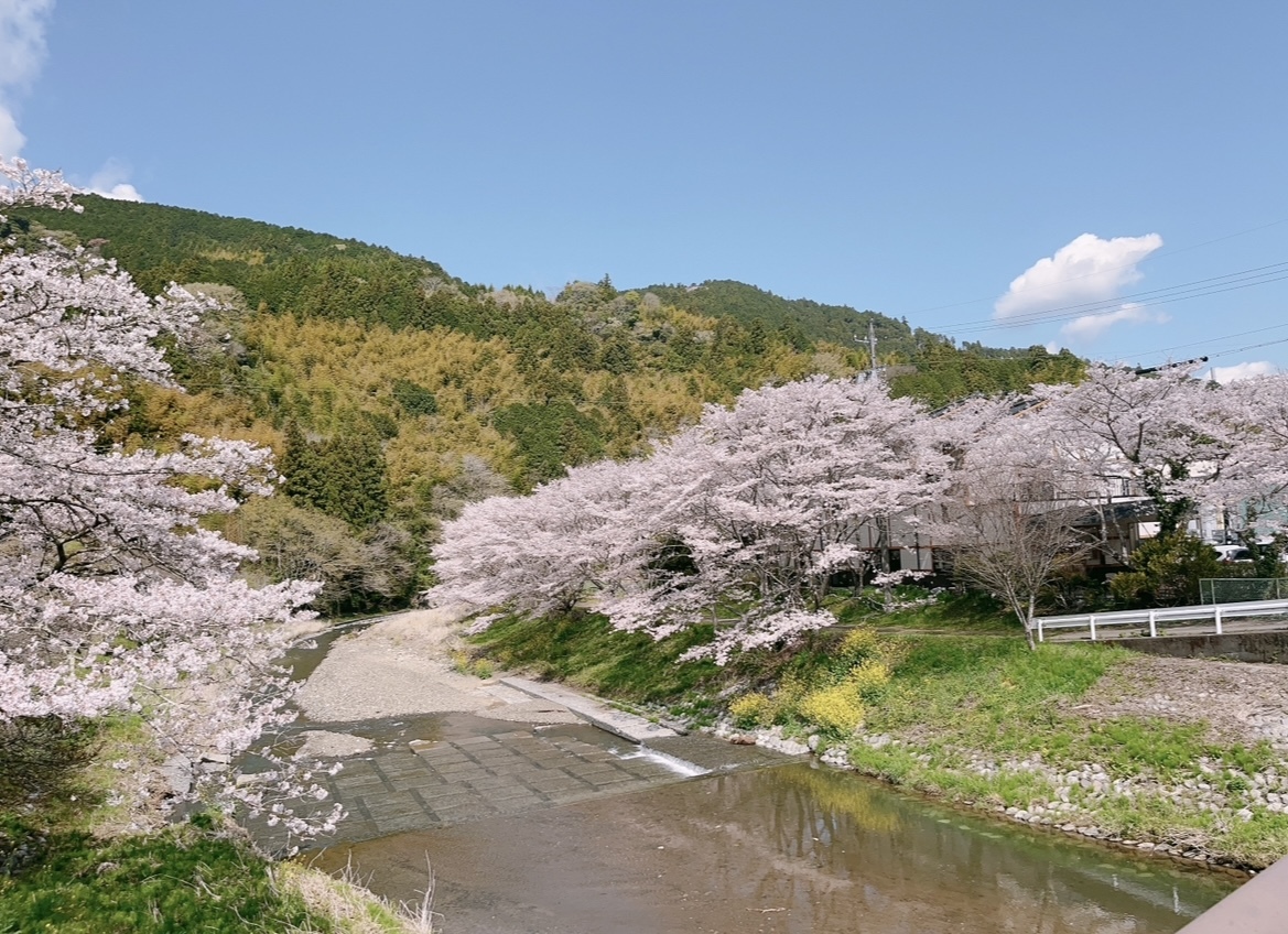 桜咲く