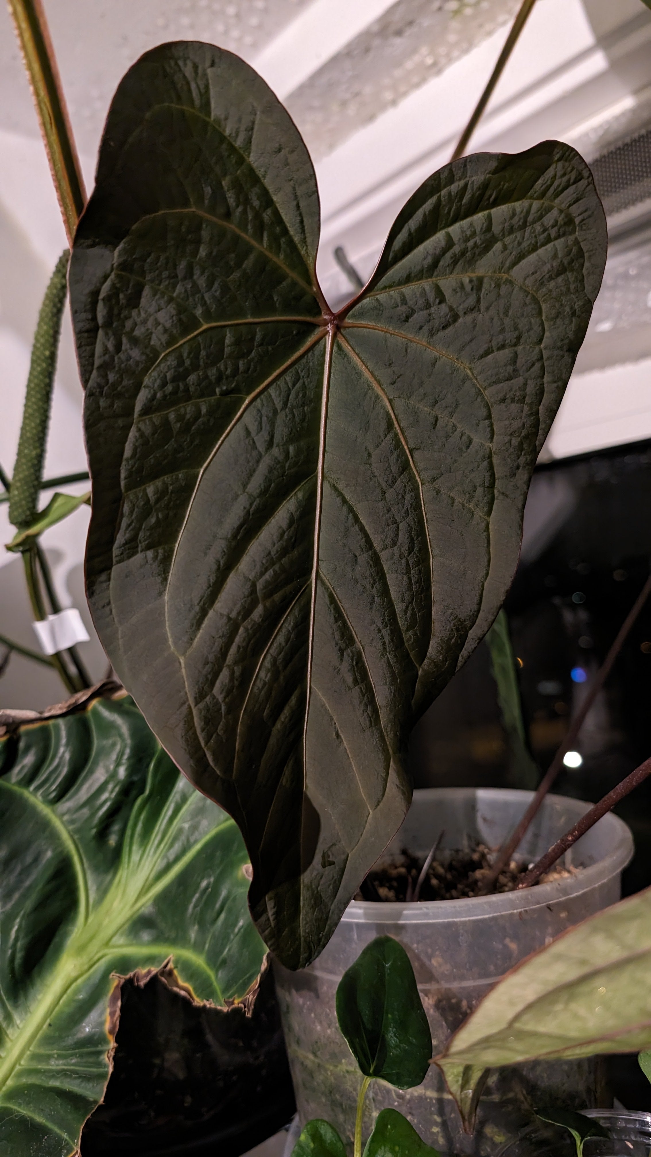 Anthurium PapillilaminumX (Red Sinus / Veins) x Papillilaminum