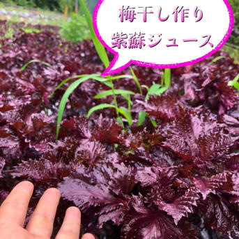 数量限定】1.5kg農薬不使用の赤紫蘇！1.5キロ以上入るだけお包みします
