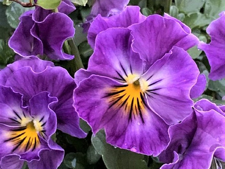 紫の花図鑑】人気品種を春、夏、秋、冬の季節ごとに分けてご紹介します