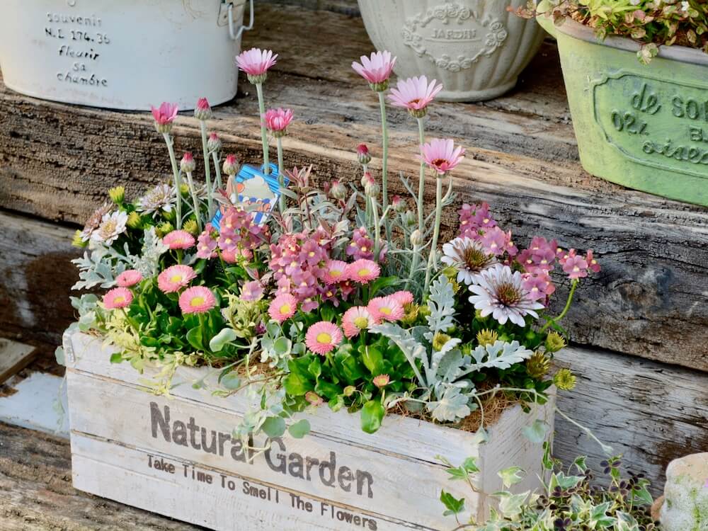 センスのいい寄せ植えの作り方！おしゃれな組み合わせを画像でご紹介