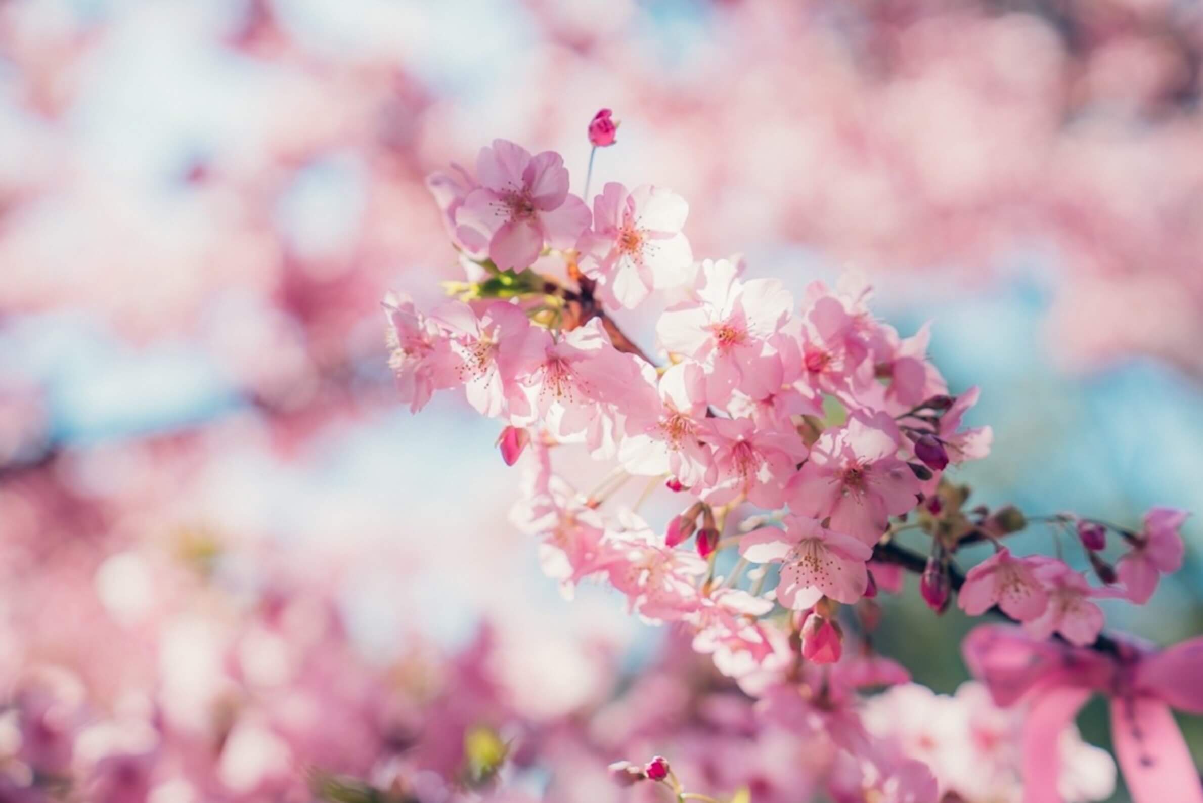 カワヅザクラ(河津桜)とは｜見頃の時期や名所はどこ？｜🍀GreenSnap