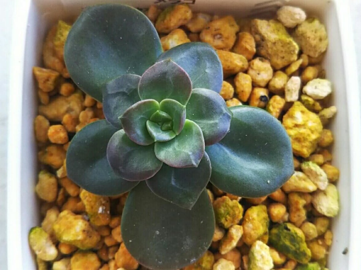 メラコの育て方｜ロゼット状の葉をもつ多肉植物！季節で変わる水やりと