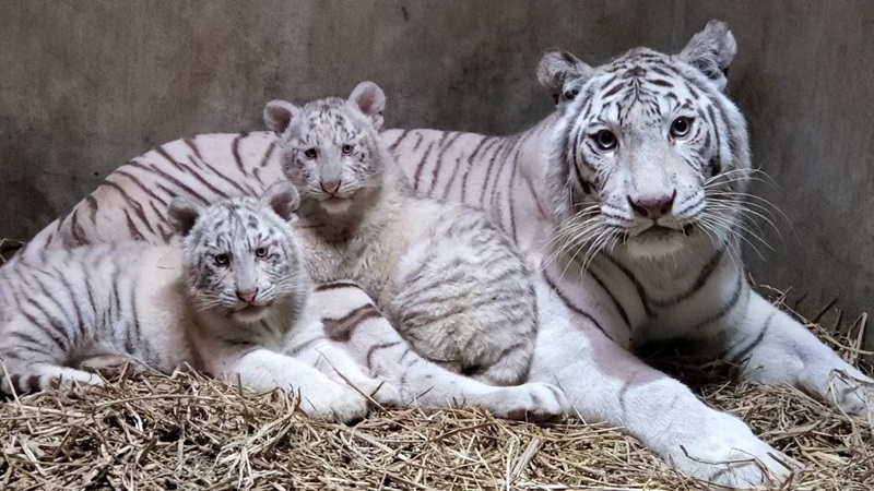 2月24日に宇都宮動物園でホワイトタイガーの赤ちゃん命名式 翌日にネコ