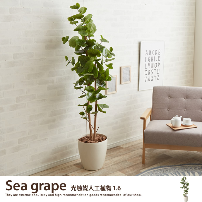 g46031]シーグレープ1.6 観葉植物 | 家具・インテリア通販は家具350