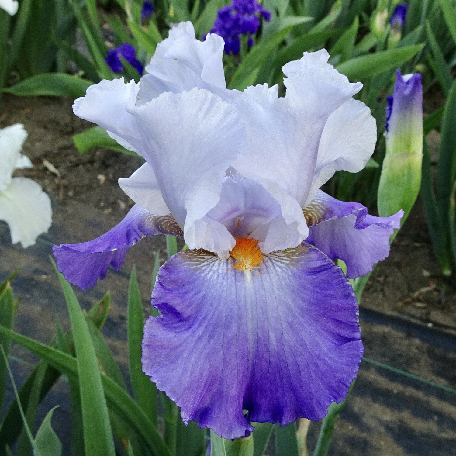 All Iris A-Z – Iris Catalog