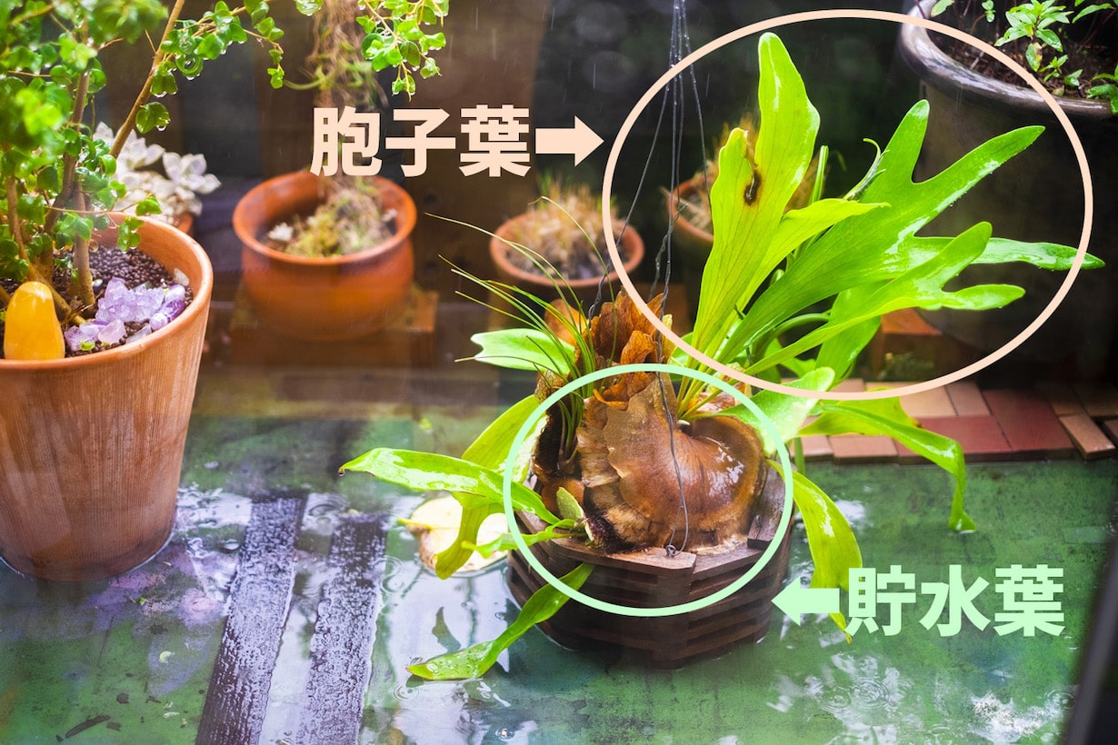 ビカクシダの育て方｜種類や育てる環境・管理の仕方などを解説します