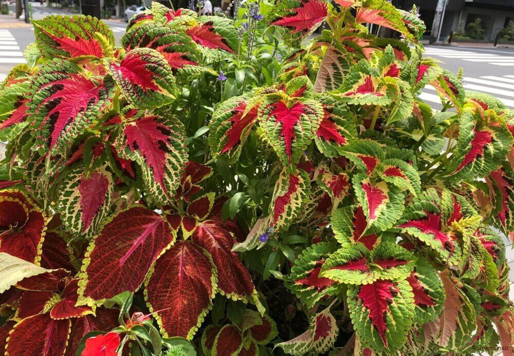 コリウスの育て方と花言葉｜寄せ植えや摘心、挿し木のコツは？ | HORTI