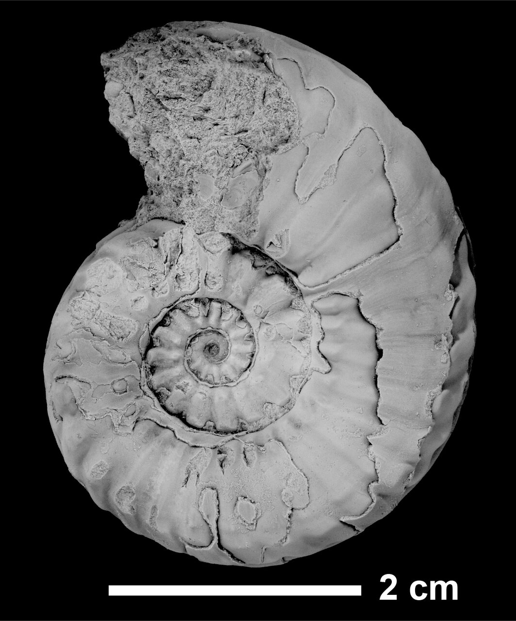 大人気の古生物 アンモナイトってどんな生物!? ふしぎな“異常巻き
