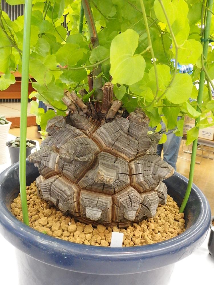 亀甲竜の育て方｜植え替えや種まきの方法は？水やりに枯らさないコツ