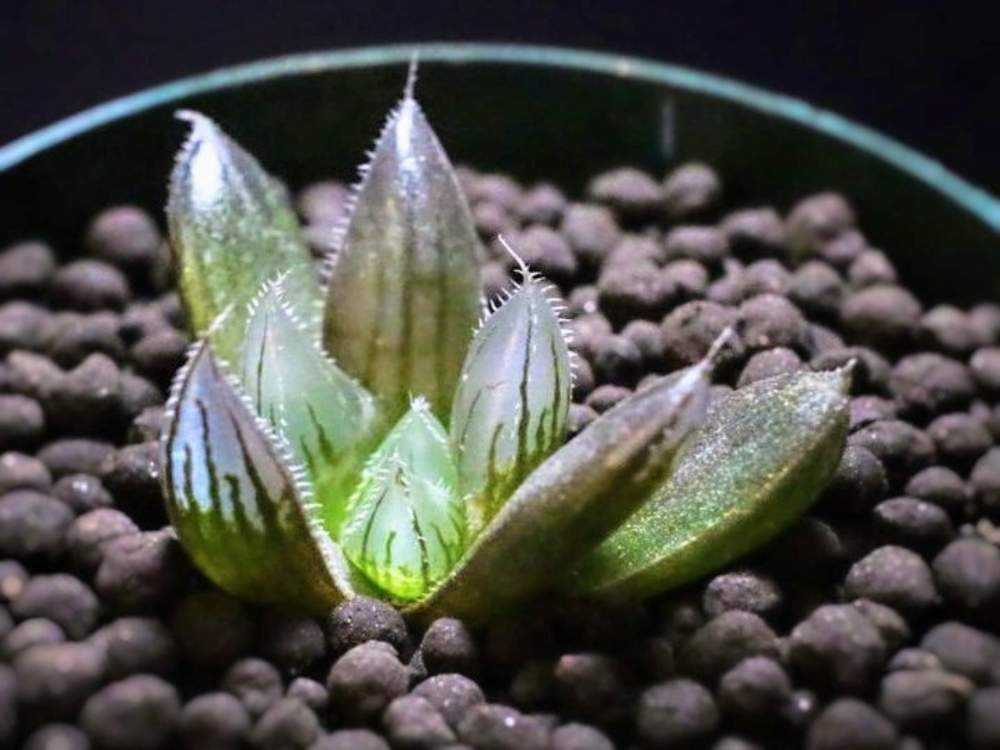 ハオルチア・雫絵巻(パープルレンズ)｜🍀GreenSnap（グリーンスナップ）
