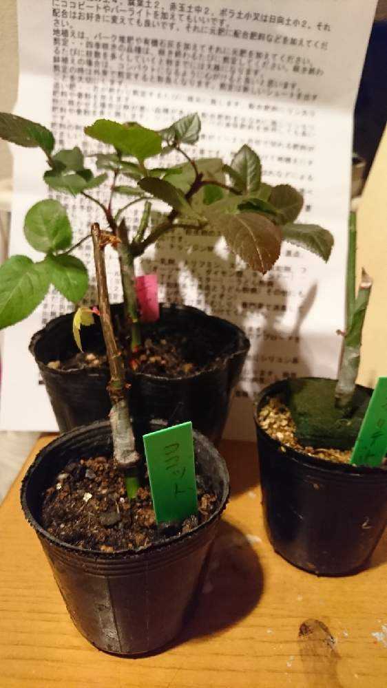 更新中】バラ(切り花品種)の小さな小さな接ぎ木苗の成長